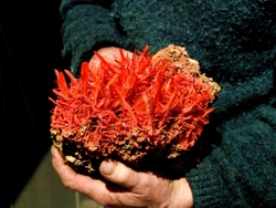 Freshly mined specimen  of crocoite, from Dundas, Tasmania.